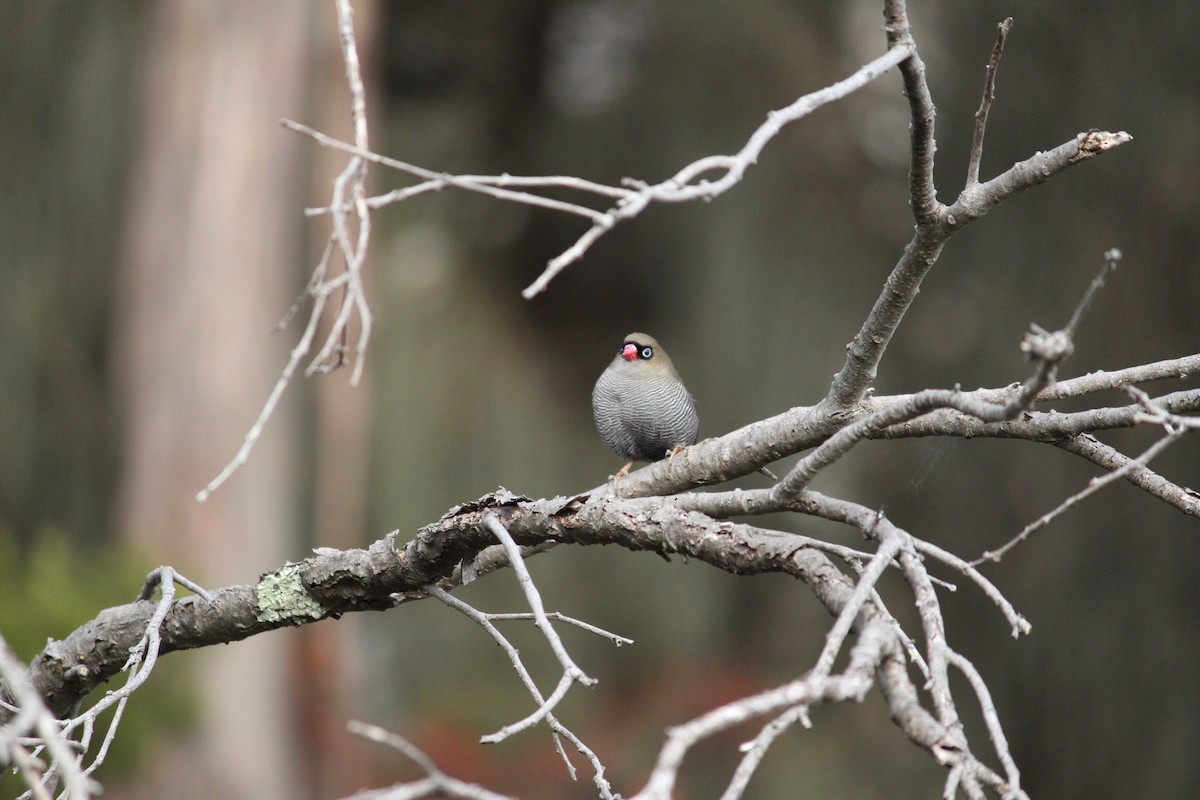 Beautiful Firetail - ML621824828