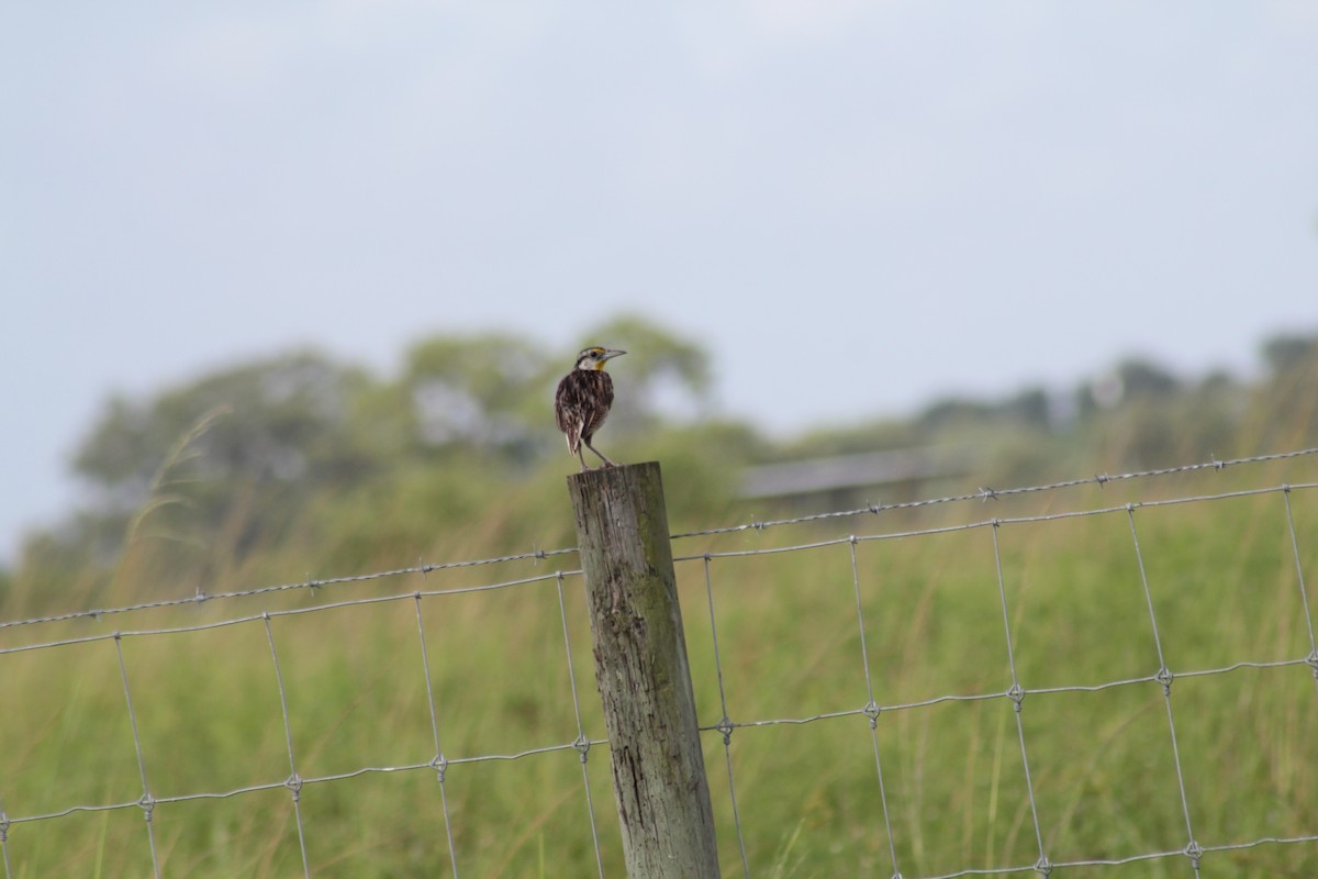 Eastern Meadowlark - ML621824869