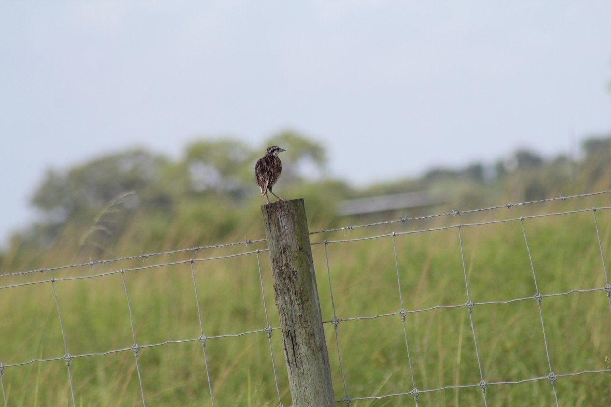 Eastern Meadowlark - ML621824870