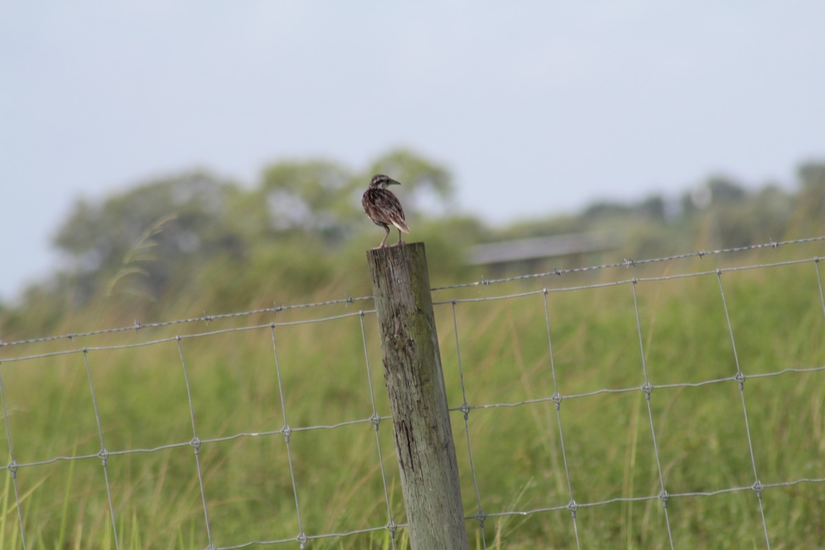 Eastern Meadowlark - ML621824872