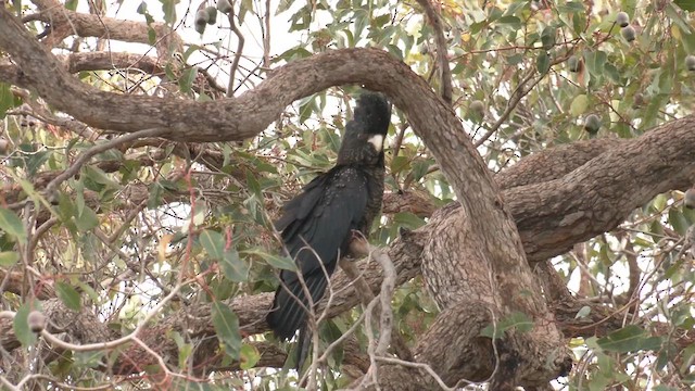 Red-tailed Black-Cockatoo - ML621824876