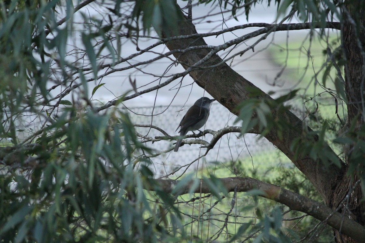 Gray Shrikethrush - ML621824887