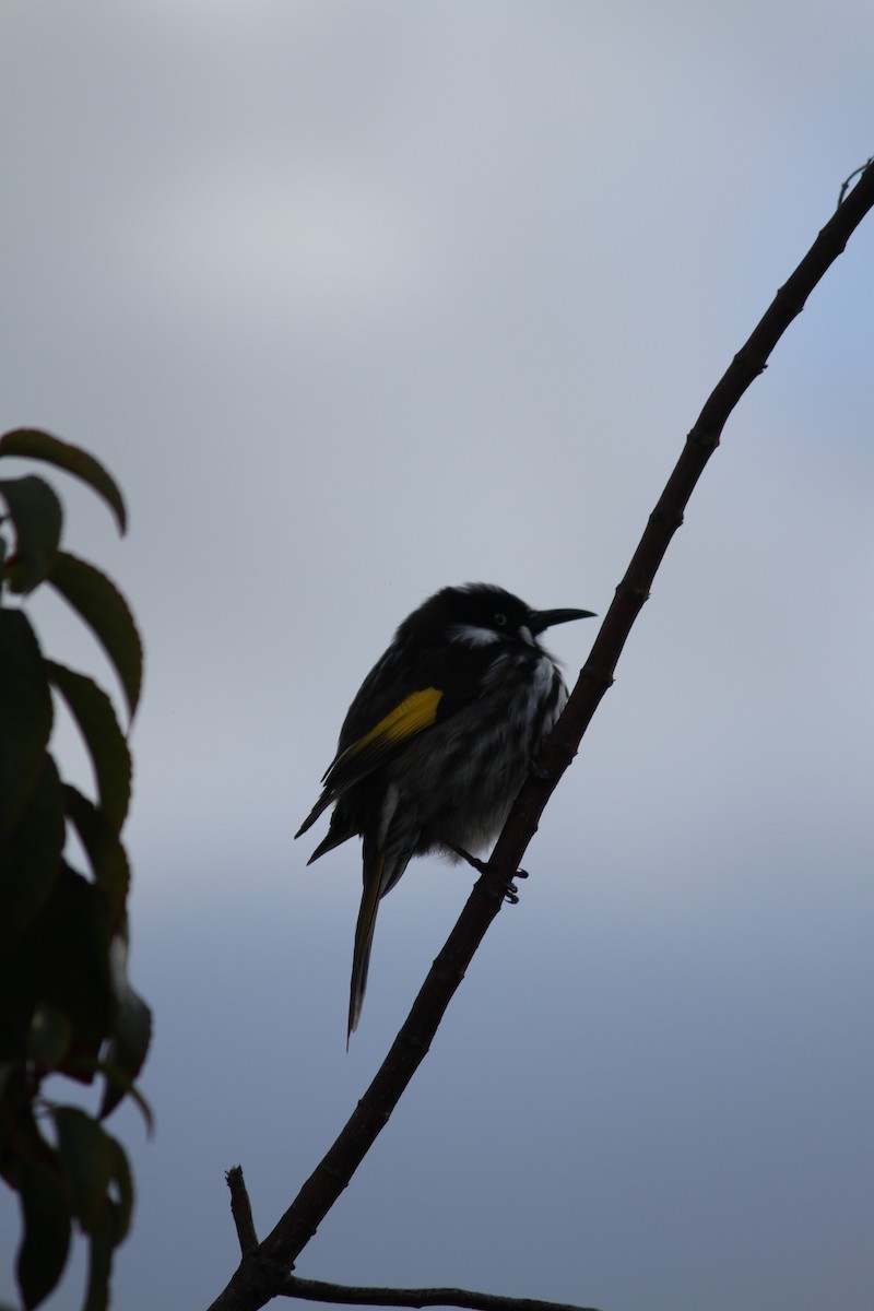 New Holland Honeyeater - ML621824901