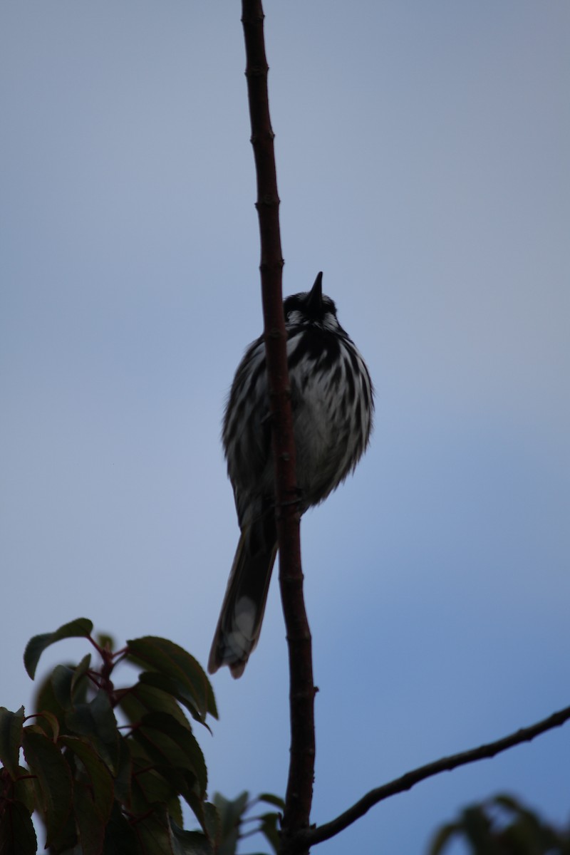 New Holland Honeyeater - ML621824902