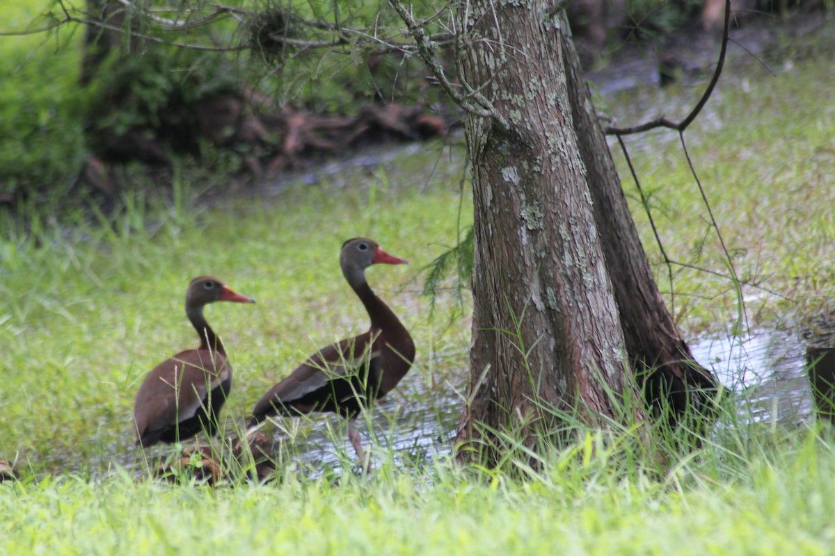 Black-bellied Whistling-Duck - ML621824904