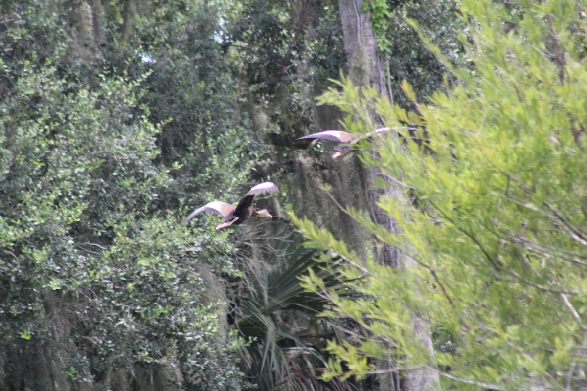 Black-bellied Whistling-Duck - ML621824906