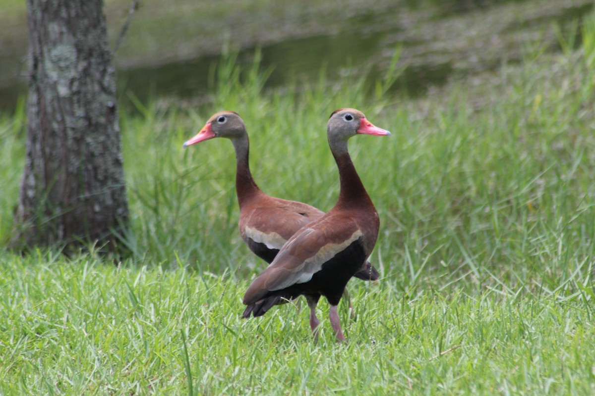 Black-bellied Whistling-Duck - ML621824907