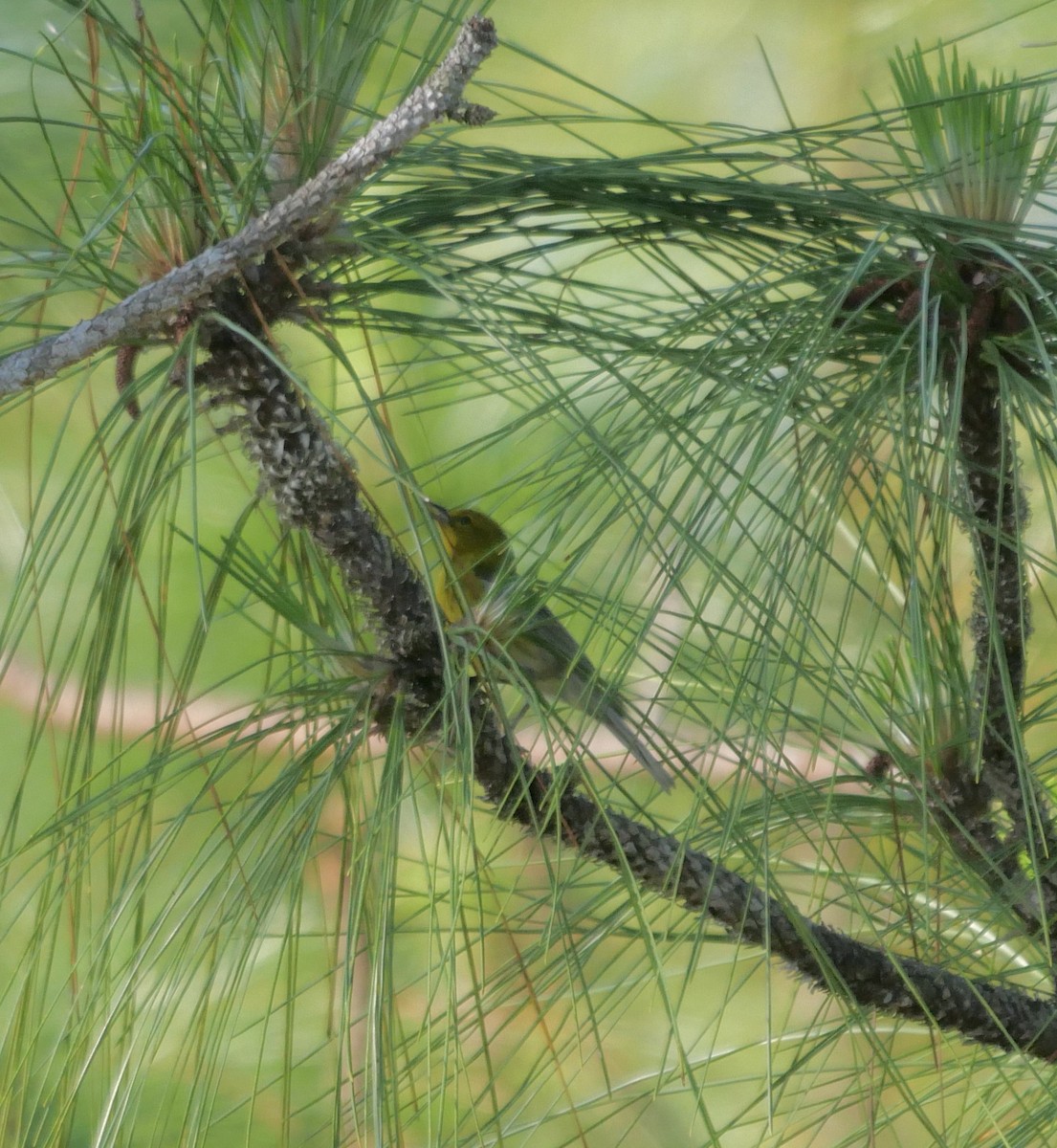 Pine Warbler - ML621824920