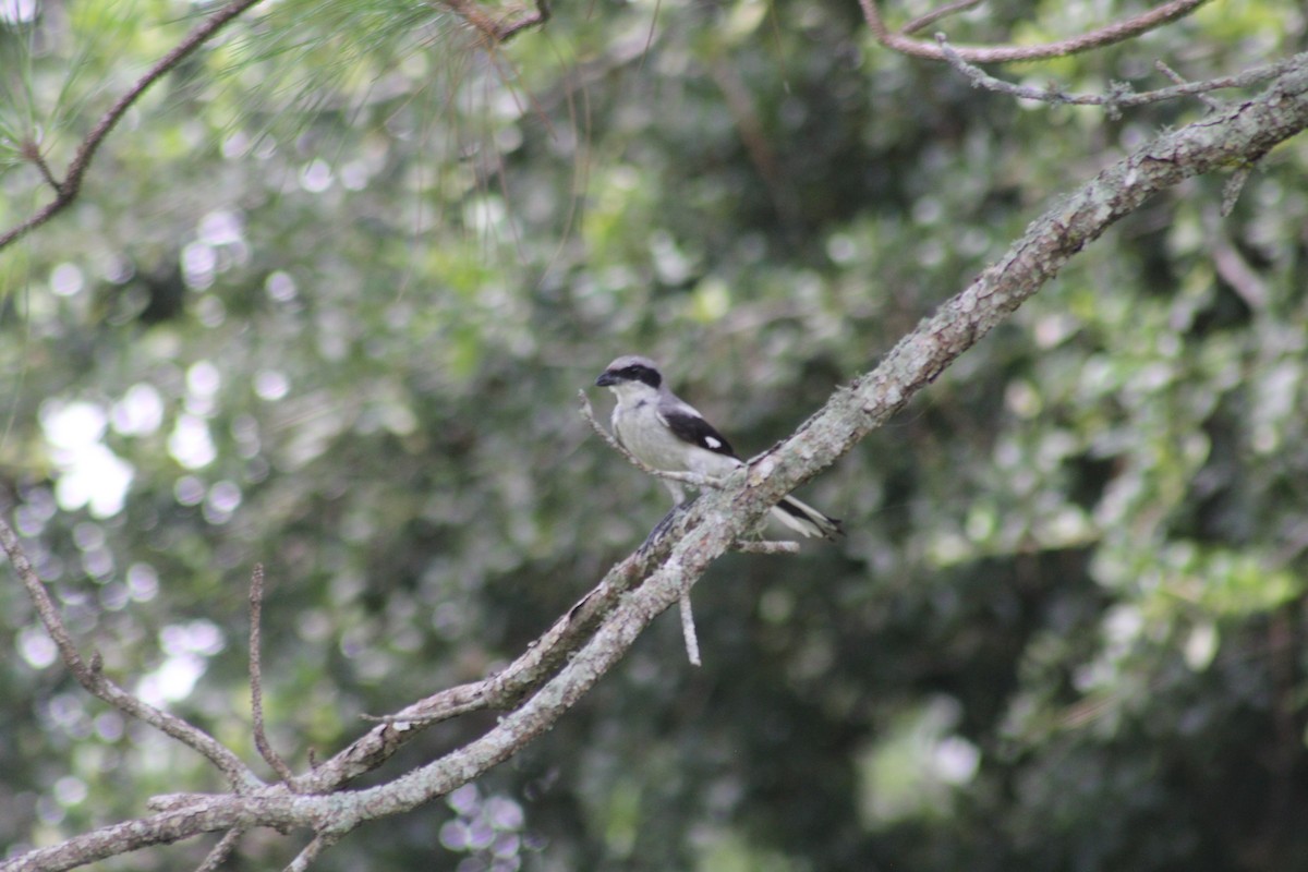 Loggerhead Shrike - ML621824947