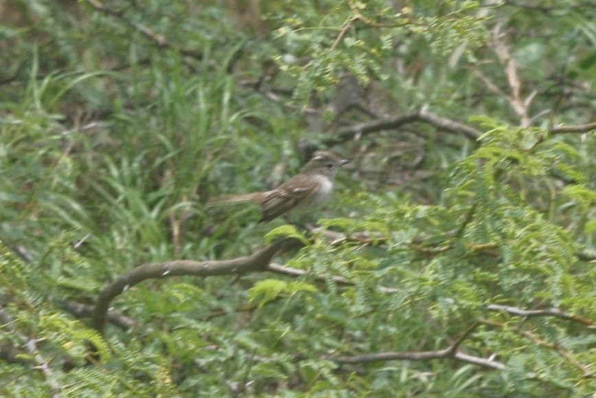 Puerto Rican Flycatcher - ML621824961