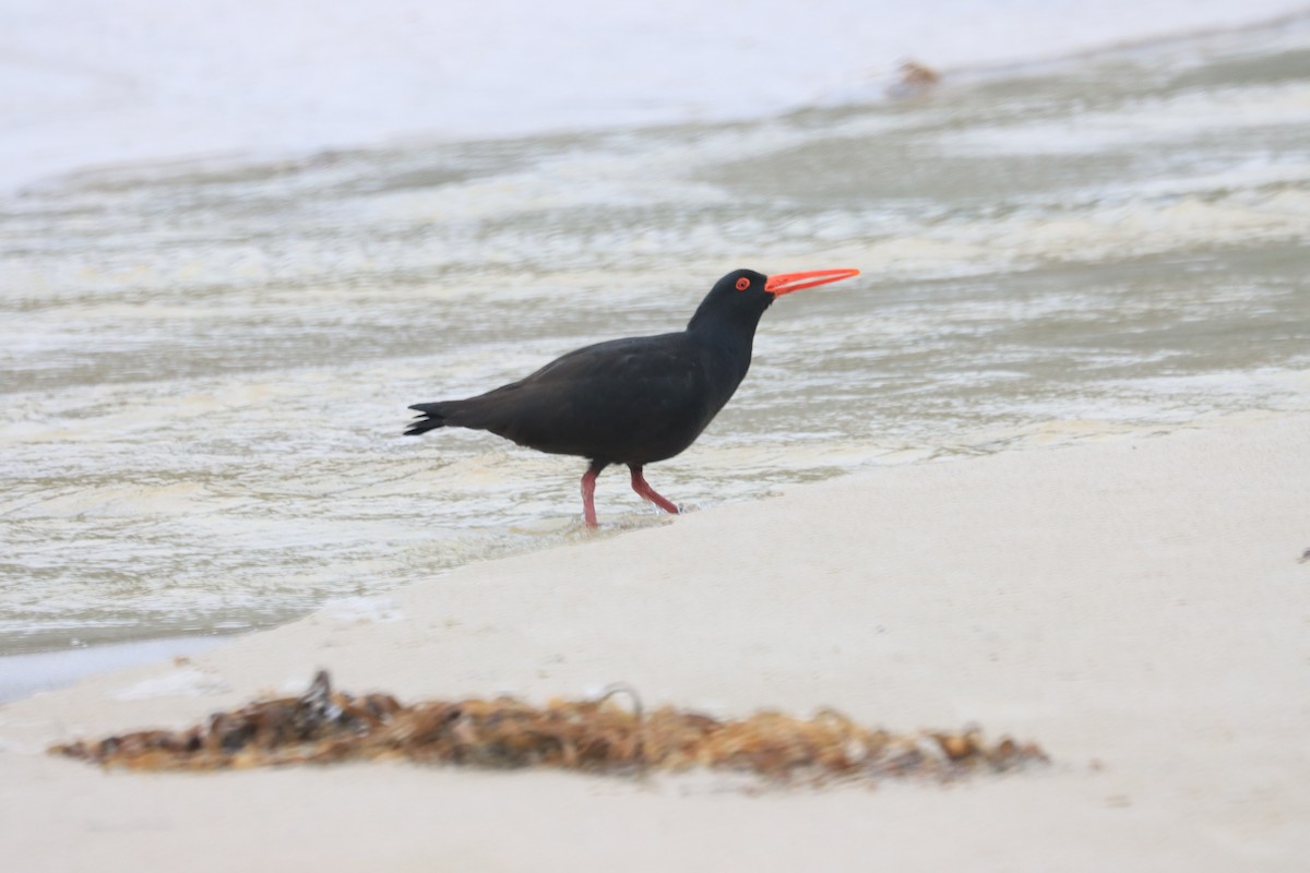 Sooty Oystercatcher - ML621824970