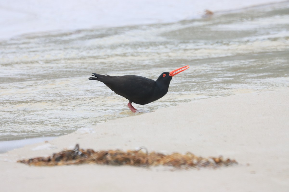 Sooty Oystercatcher - ML621824971