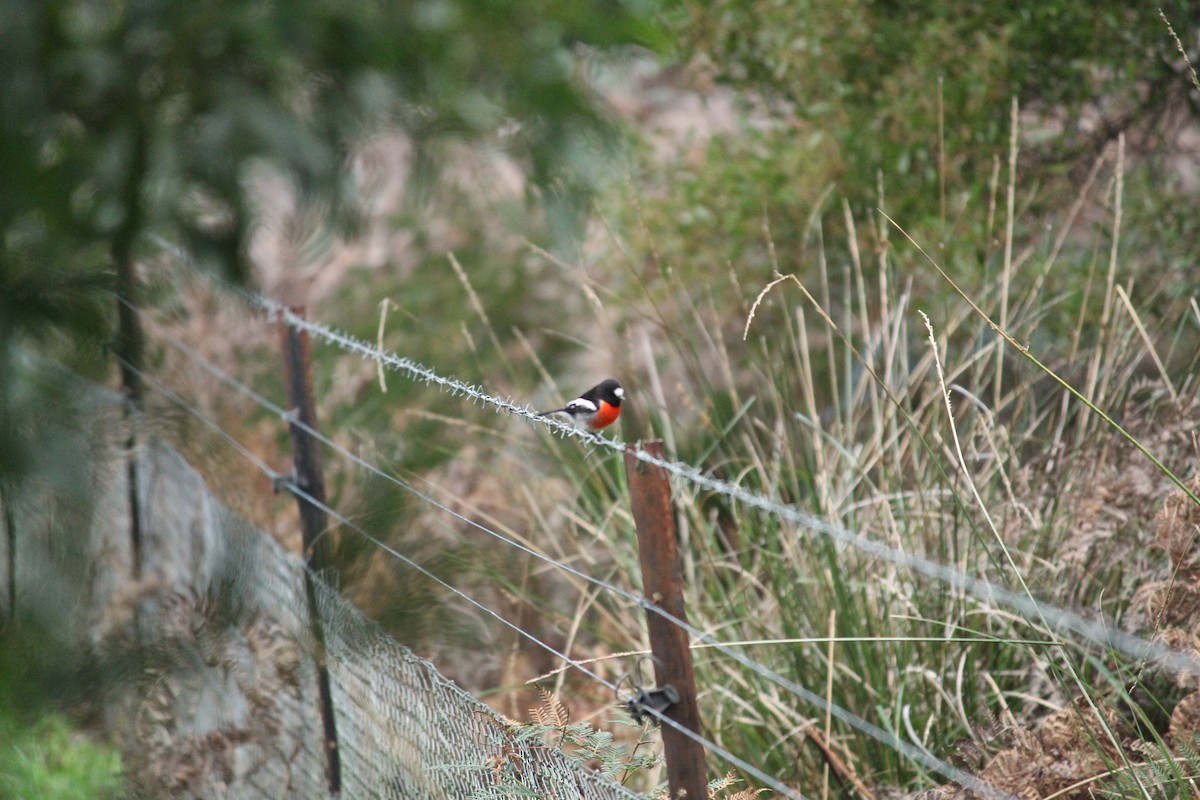 Scarlet Robin - ML621824972