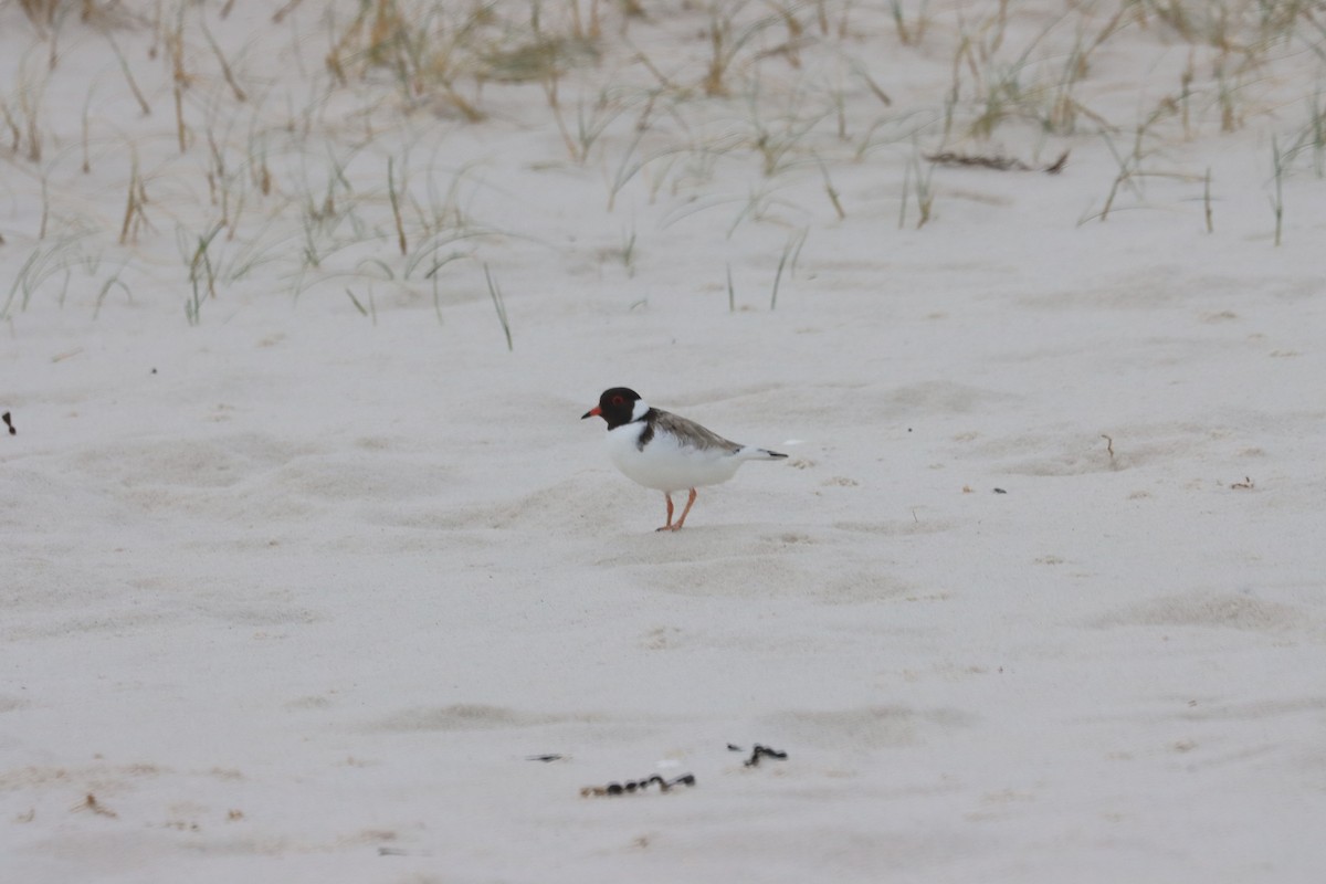 Hooded Plover - ML621824982