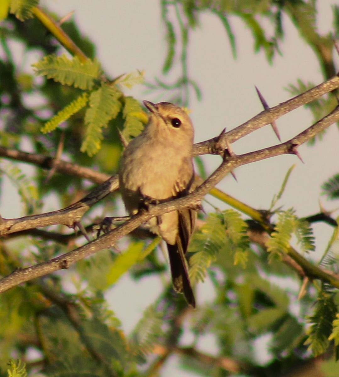 African Gray Flycatcher - ML621824998