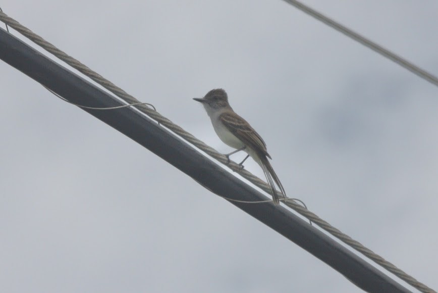 Puerto Rican Flycatcher - ML621825003