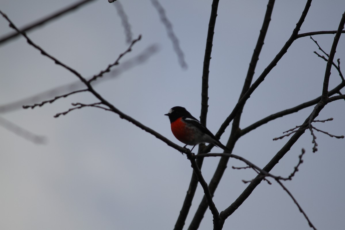 Scarlet Robin - ML621825004