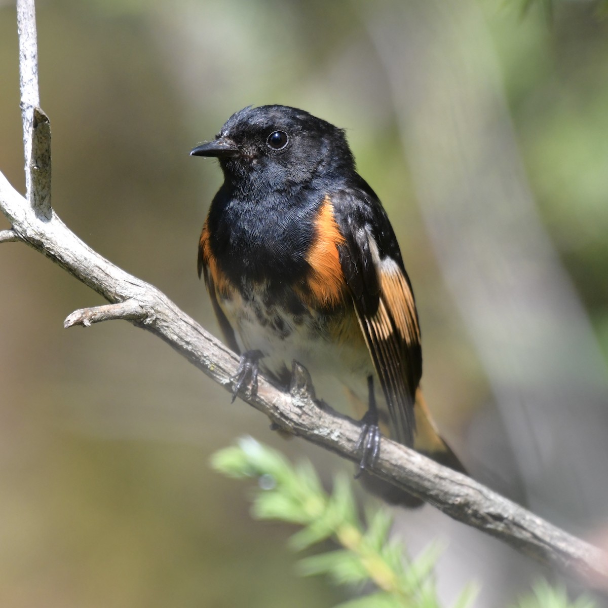 American Redstart - ML621825008