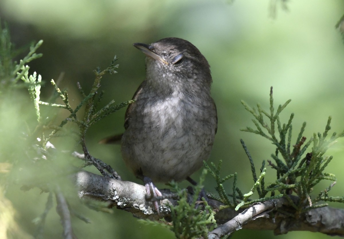 Northern House Wren - ML621825025