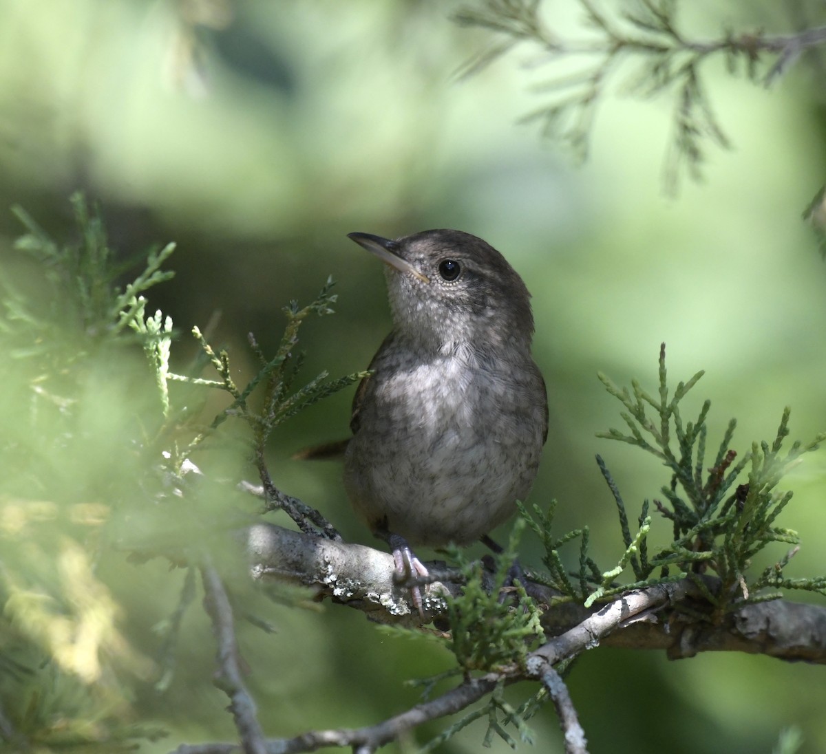 Northern House Wren - ML621825026