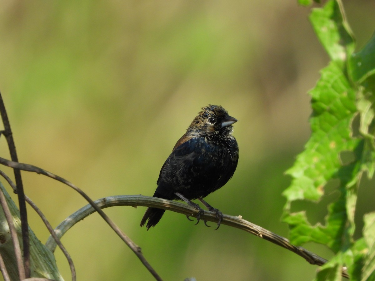 Blue-black Grassquit - Juan Aguilar