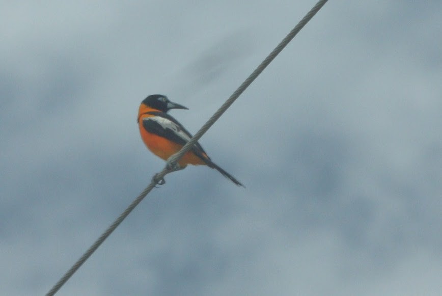 Venezuelan Troupial - ML621825106