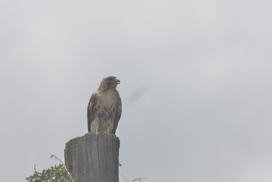 Red-tailed Hawk - ML621825129