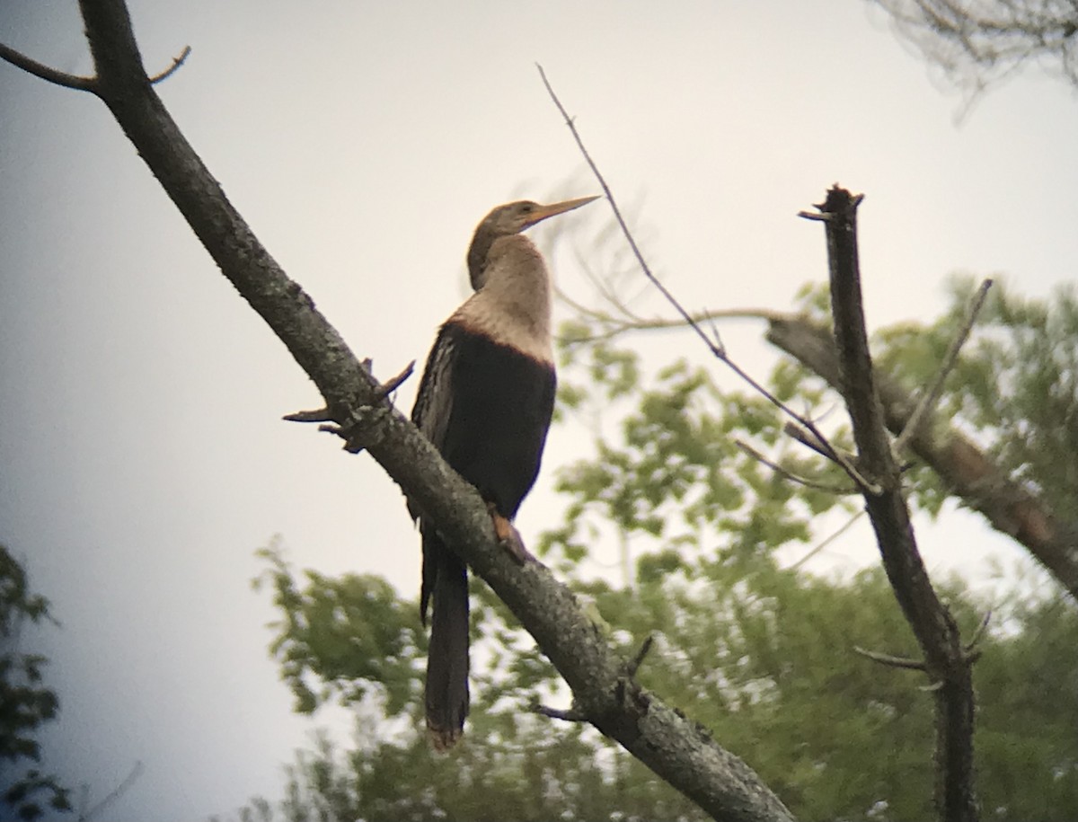 Anhinga - ML621825133