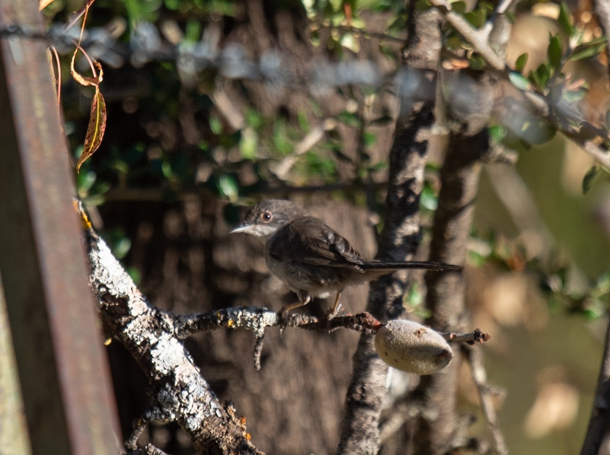 Sardinian Warbler - ML621825144