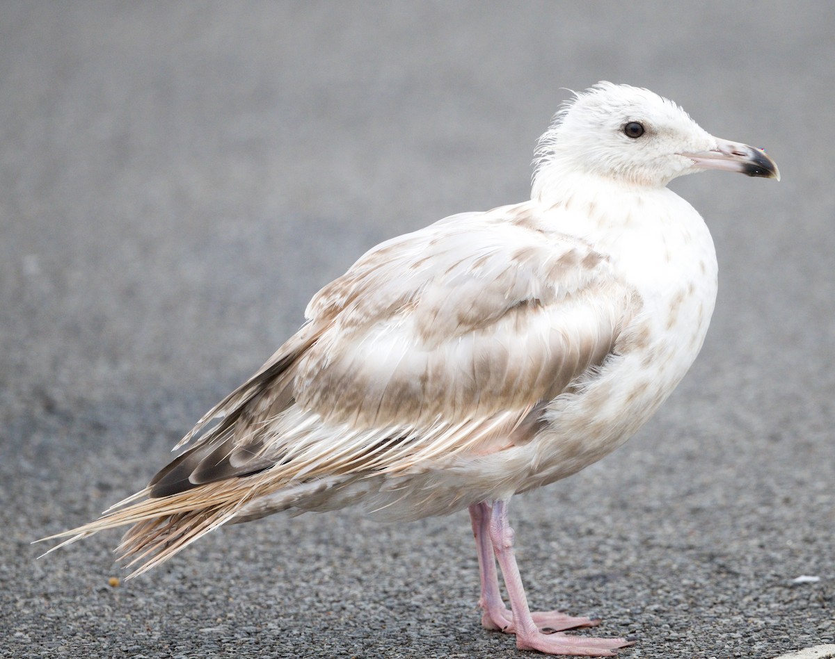 Herring Gull (American) - ML621825145