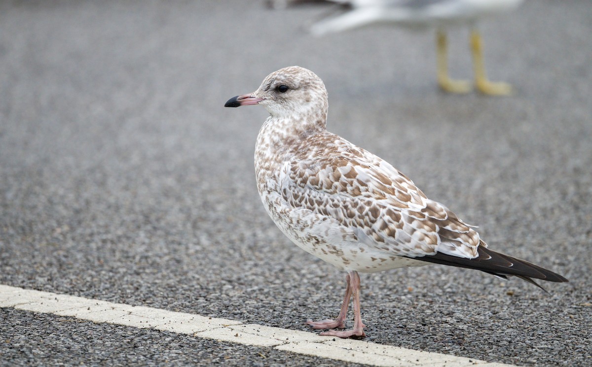 Ring-billed Gull - ML621825154