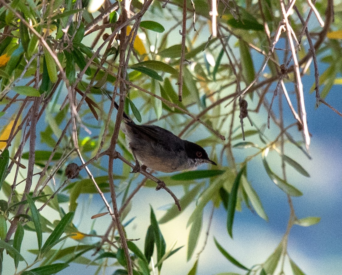 Sardinian Warbler - ML621825155