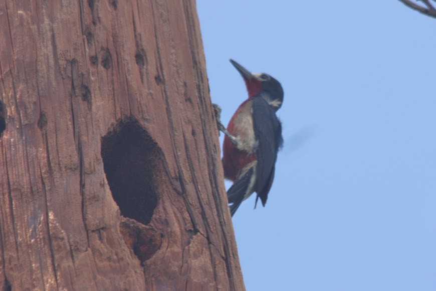 Puerto Rican Woodpecker - ML621825160