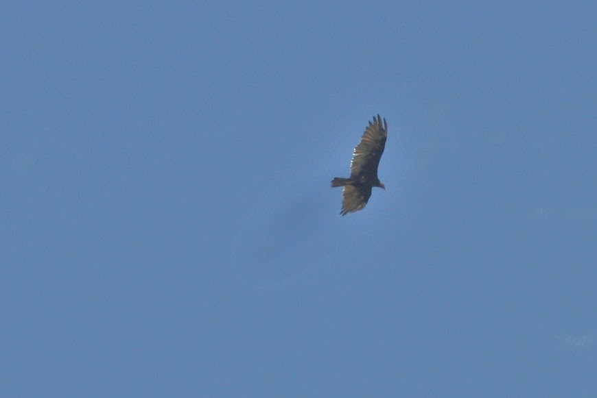 Turkey Vulture - ML621825168