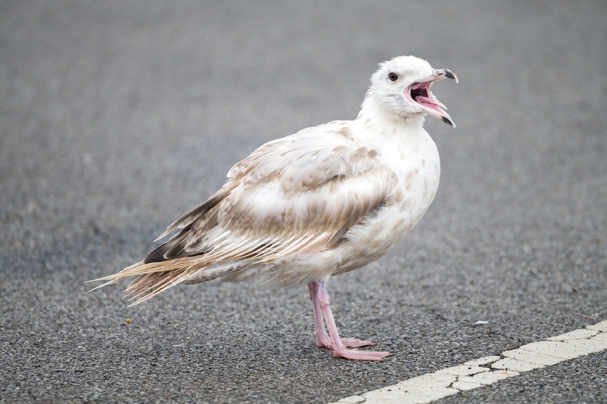 Herring Gull (American) - ML621825174