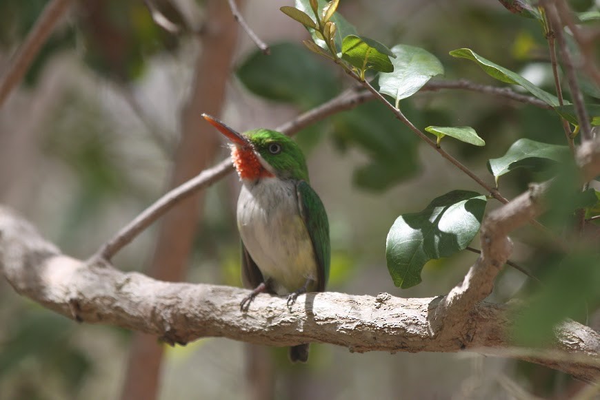 Puerto Rican Tody - ML621825204