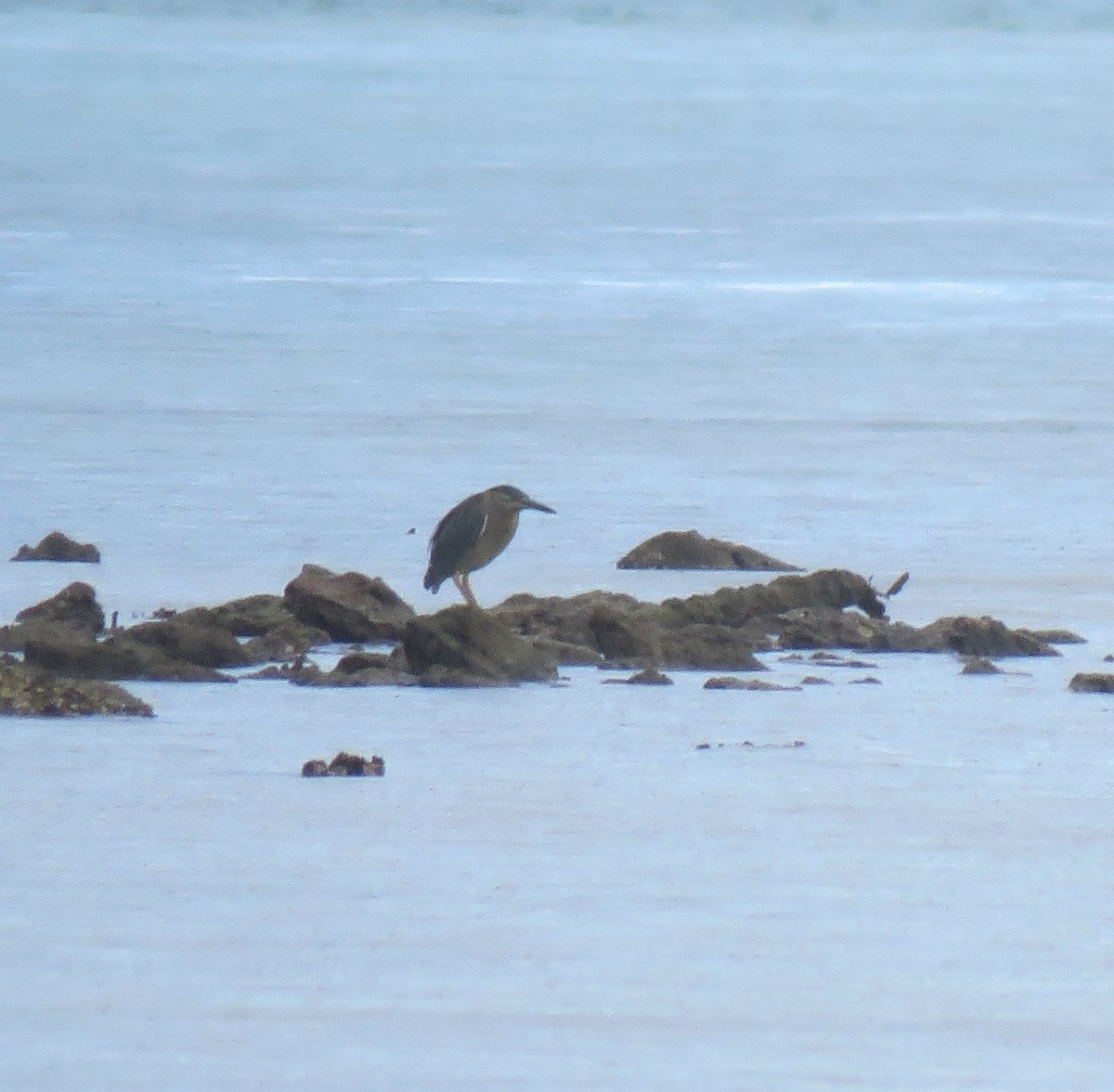 Striated Heron - Catherine Hirsch