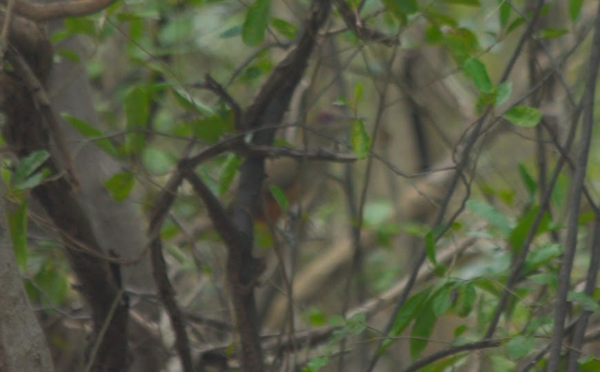 Puerto Rican Lizard-Cuckoo - ML621825212