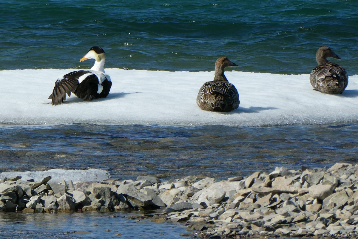 Common Eider - Pat McKay