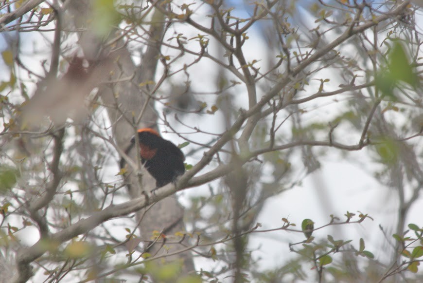 Puerto Rican Bullfinch - Kevin Sarsfield