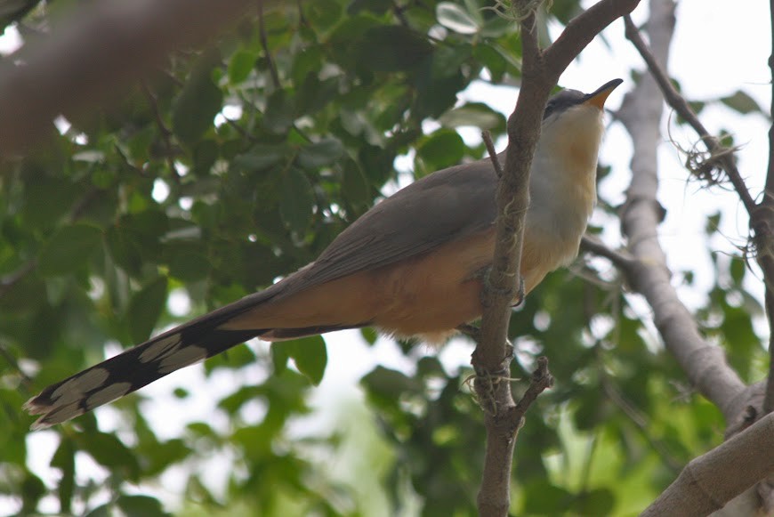 Mangrove Cuckoo - ML621825241