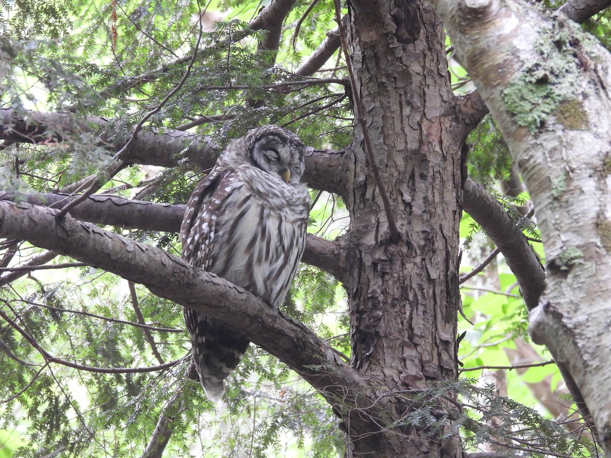 Barred Owl - ML621825247