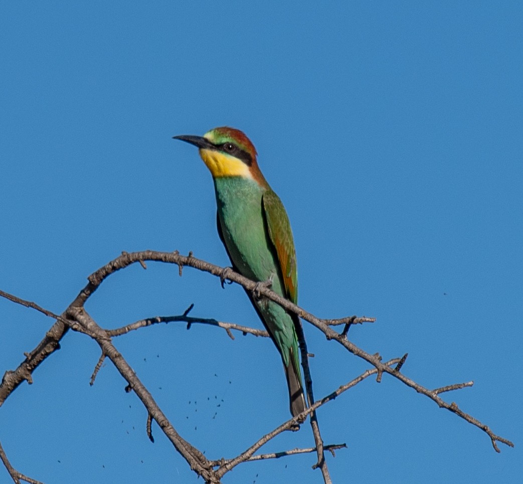 European Bee-eater - ML621825326