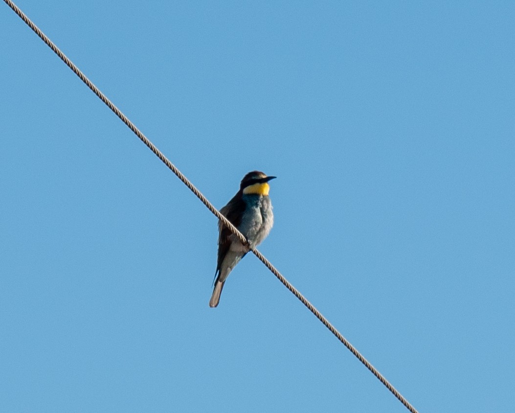 European Bee-eater - ML621825327