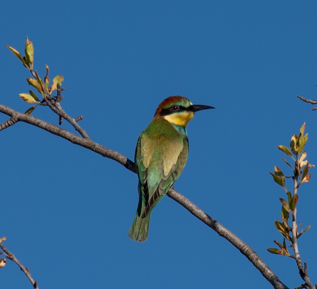 European Bee-eater - ML621825328
