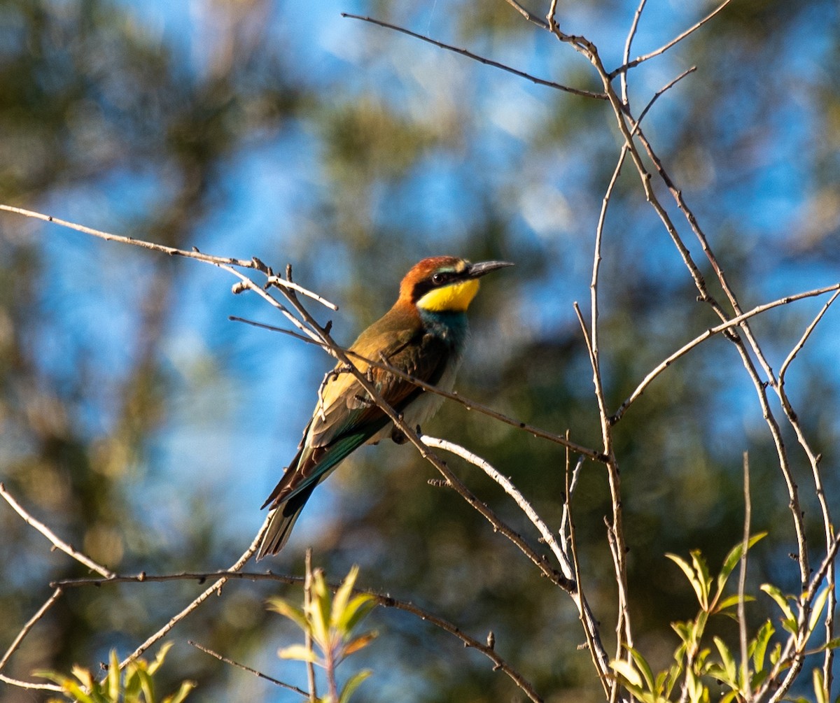 European Bee-eater - ML621825329