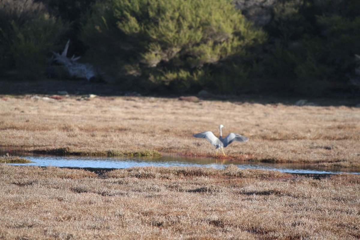 White-faced Heron - ML621825332