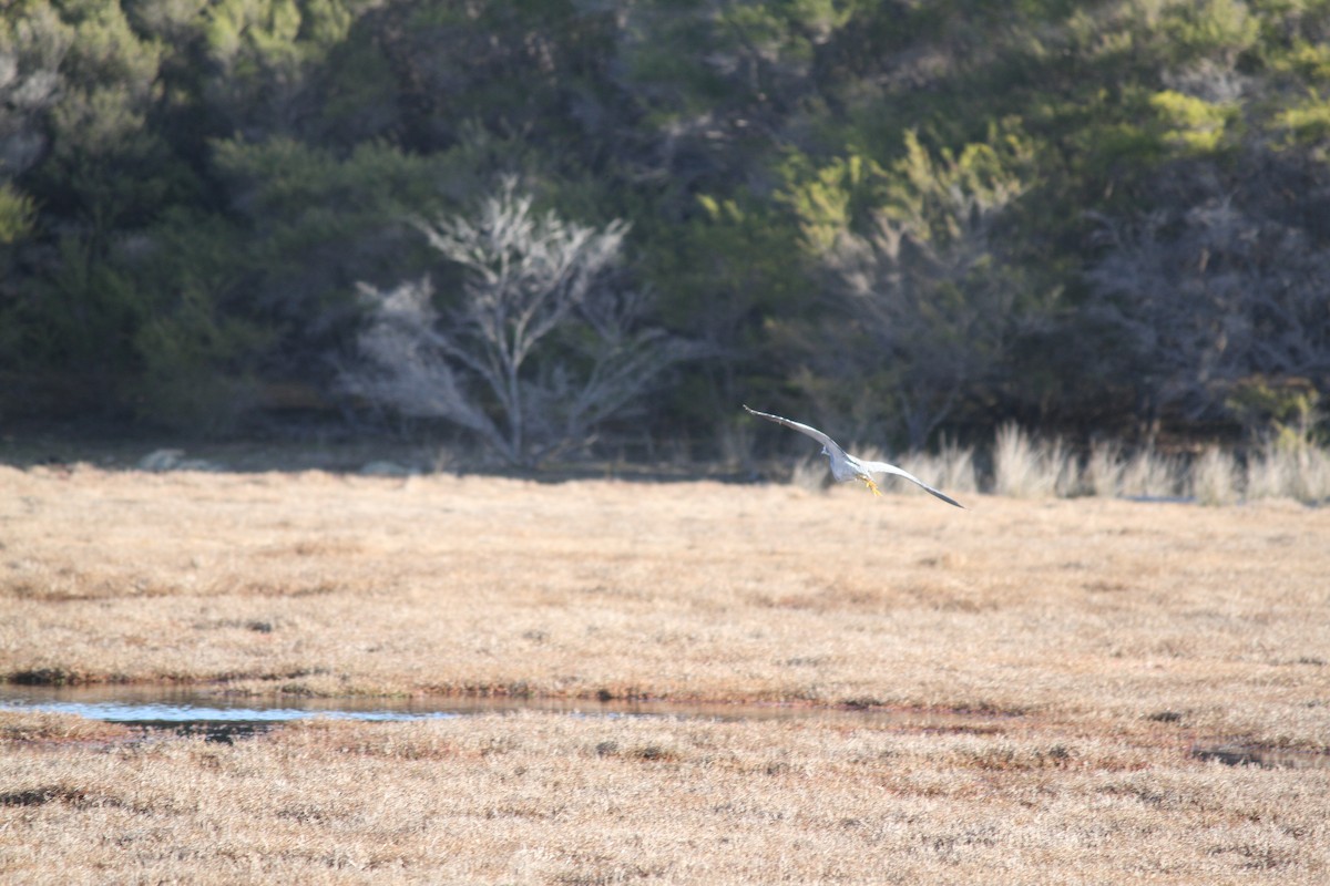 White-faced Heron - ML621825333