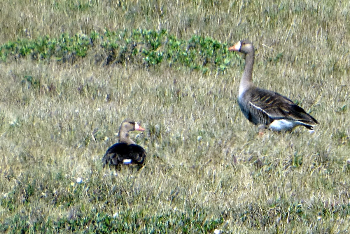 Greater White-fronted Goose - ML621825356