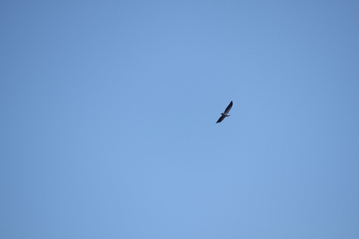 White-bellied Sea-Eagle - ML621825401